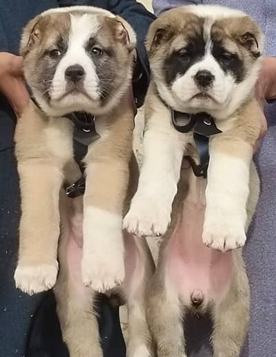 Afghan Kuchi | pure Afghan Kuchi puppies pair | Afghan Kuchi dog