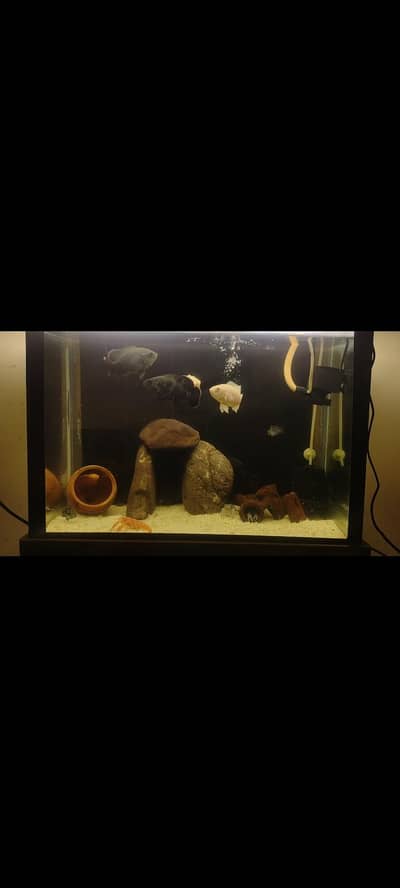 Oscar, parrot, jackdemcy, lobsters, tetra, betta