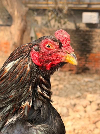 very supreme quality lasani bird 03226959889