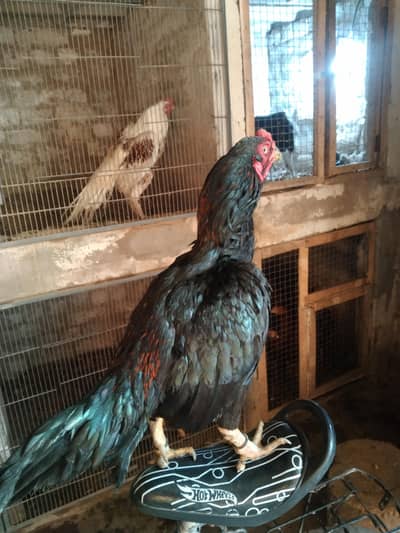 aseel meyawali  pair  for sel