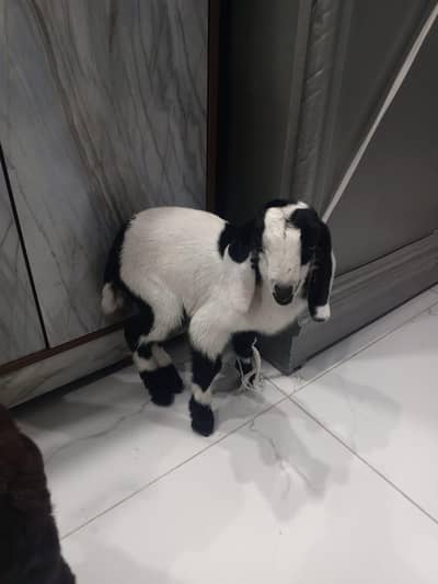 Baby Goat For Sale