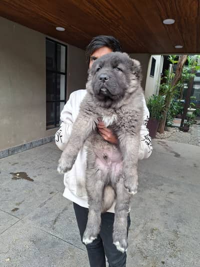 CAUCASIAN SHEPPERD PUPPY