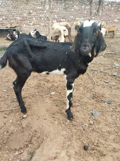female goat der month ki gaban All warriety available