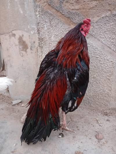 zero size mianwali pair aseel