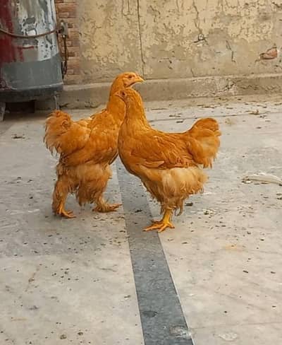 Golden Heavy Buff Pair 03204143422