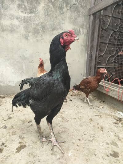 All Hens And Cocks Are For Sale.