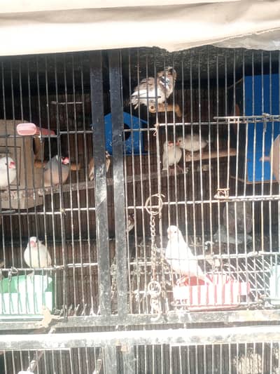 JAWA & Banglise finch