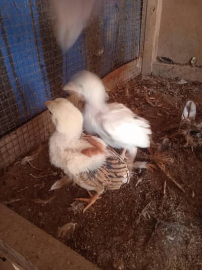 aseel chicks high quality