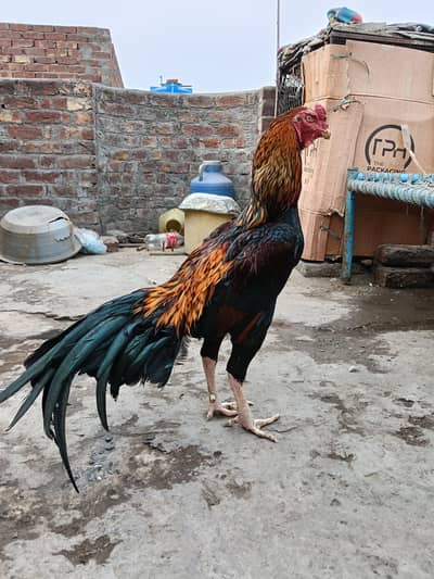 Shamo murga / Aseel murga