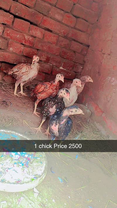 aseel chick for sale age 2 and 3 month