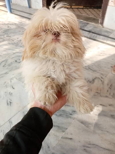 shih tzu small toydog