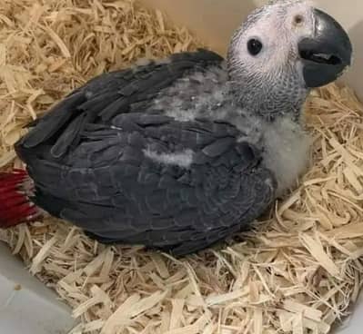 African grey parrot checks for sale 0319.4340. 226