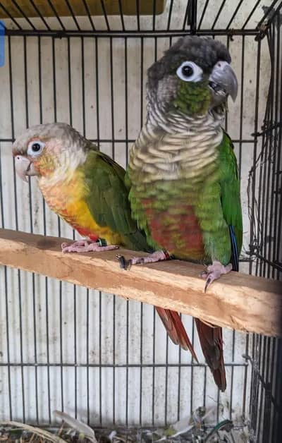 Green chek x pineapple breeder piar history k Sath