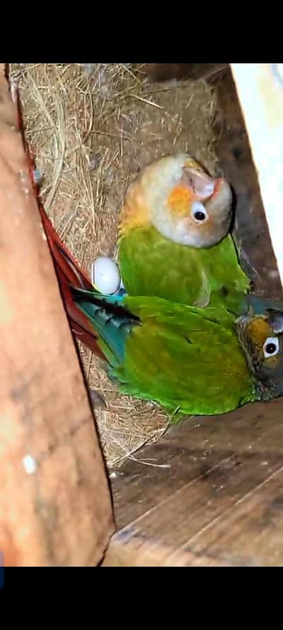 Green chek x pineapple breeder piar history k Sath