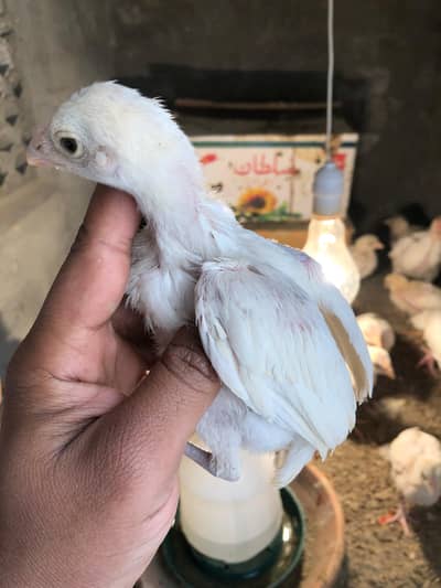 Heera Aseel Paper White For Sale