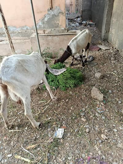 dhood wali bakriyan for breeding