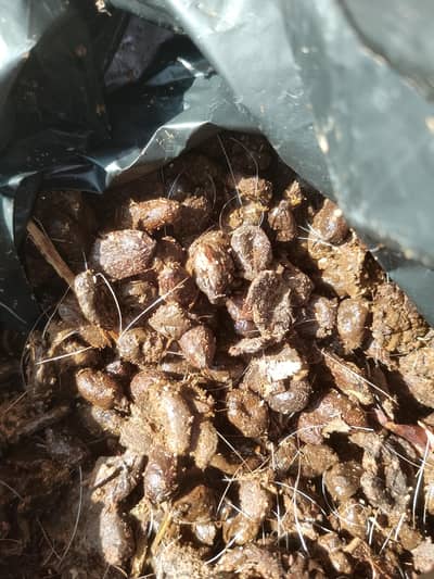 10 kg pure goat pellet manure