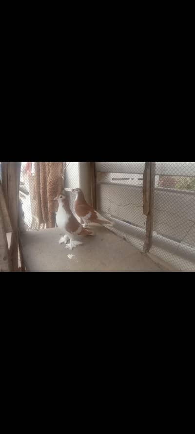 SHERAZI PAIR PAMOOZ GHNXE DAAR