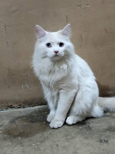 Persian cat