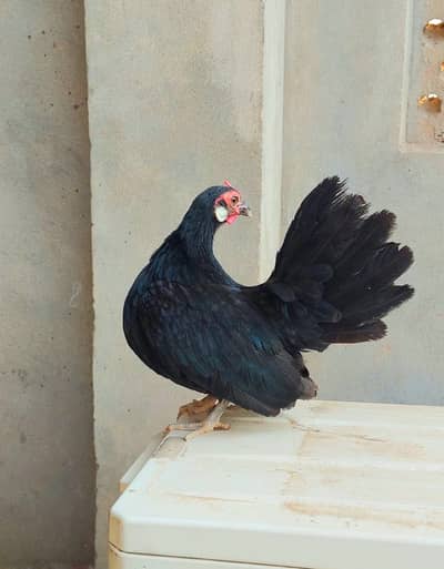 Rose comb breeder female