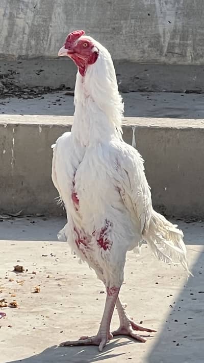 Heera aseel pair ,hen with blue eyes