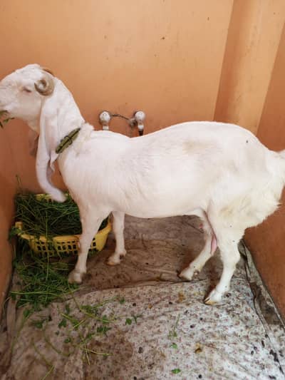 vip gulbi bakrii with Bache