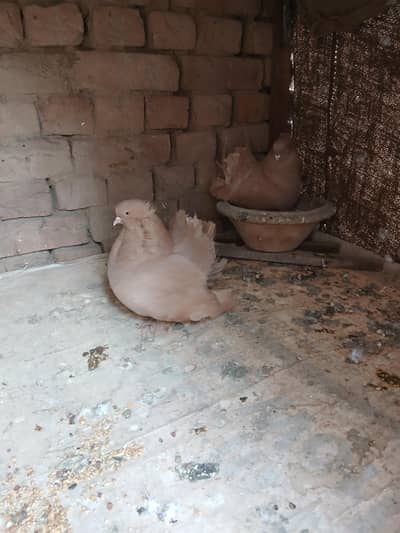 yellow American breeder pair 3417364953