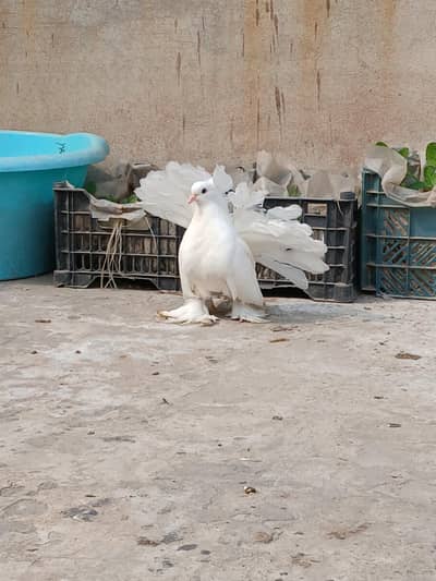 White American o kali chik 3417364953