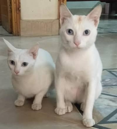 khao manee healthy and active pair