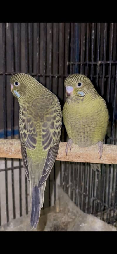 olive black face top quality budgies