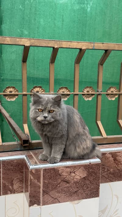 Grey cat