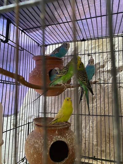 Australian Perrots for sale