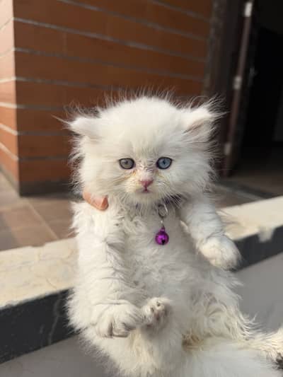 Persian Cat Triple Coated White Odd Eyes Accessories Included