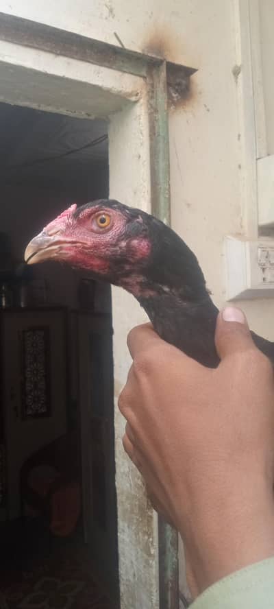 puer Sindhi aseel madi