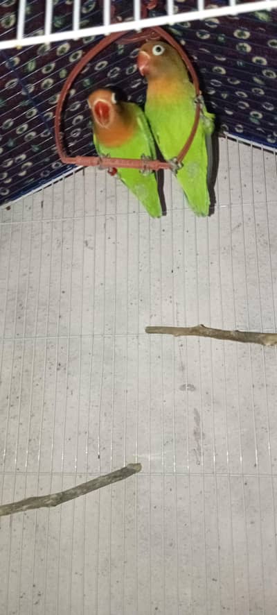 2 green fisher chickes for sale