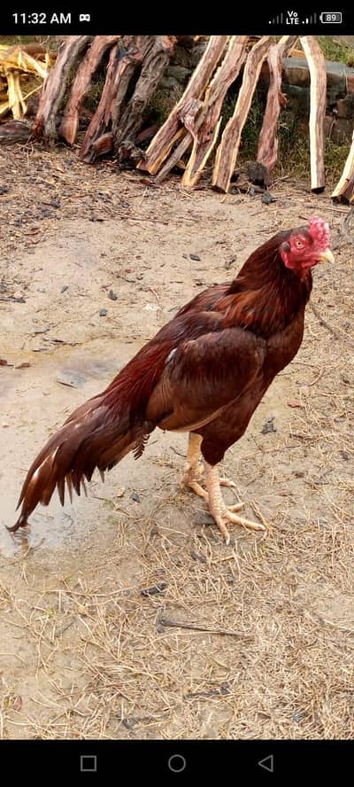 acha murge kande Bhai marte ha Kari bi