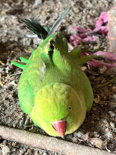 green parrot pair