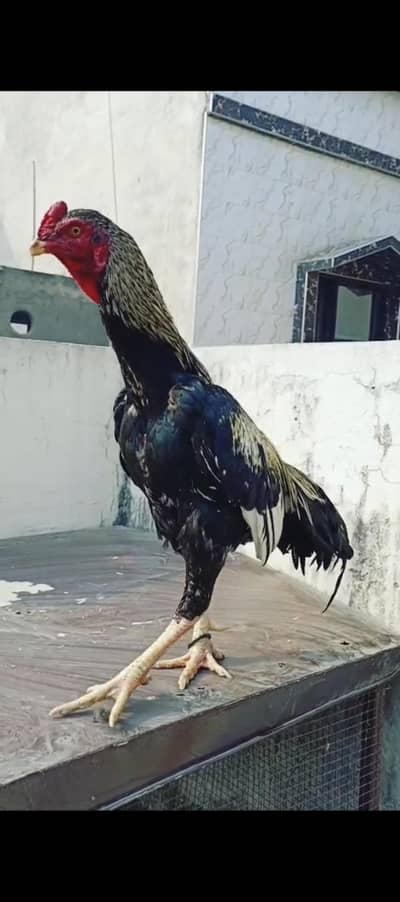 Aseel Murga (only in Lahore )