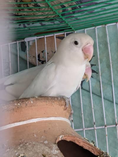 Albino black eye adult