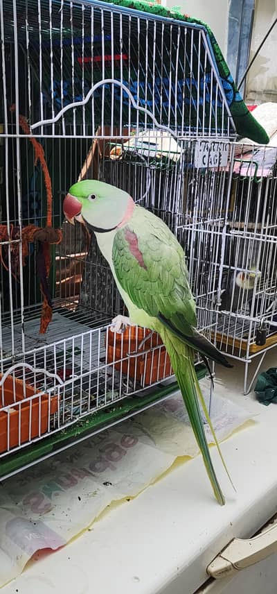 hand tamed raw parrot