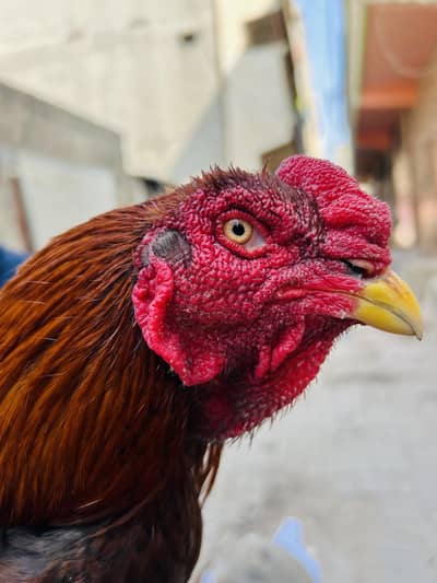 Beautiful Aseel murgha