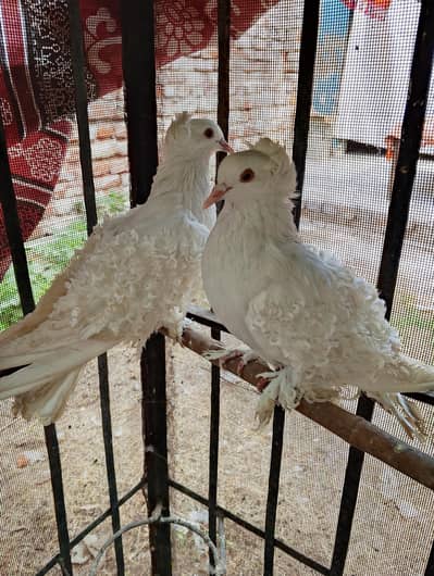 2 females frill back pure white