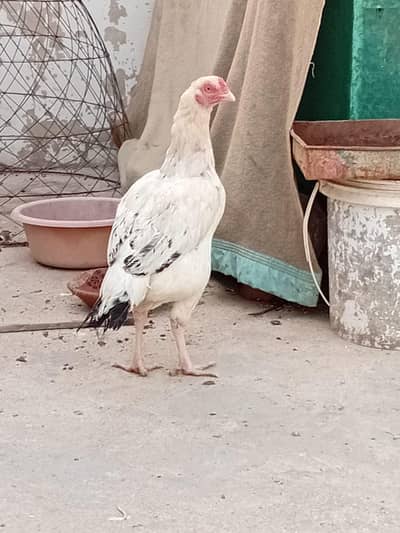 Aseel white java murgi