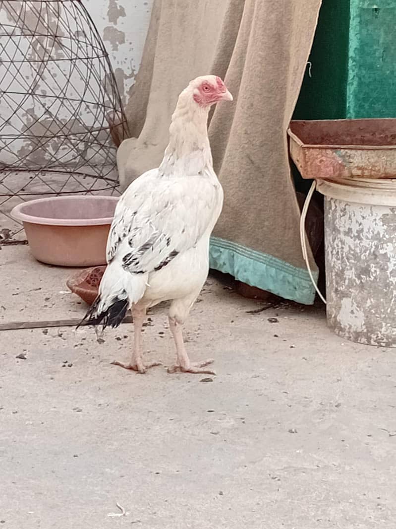 Aseel white java murgi 0