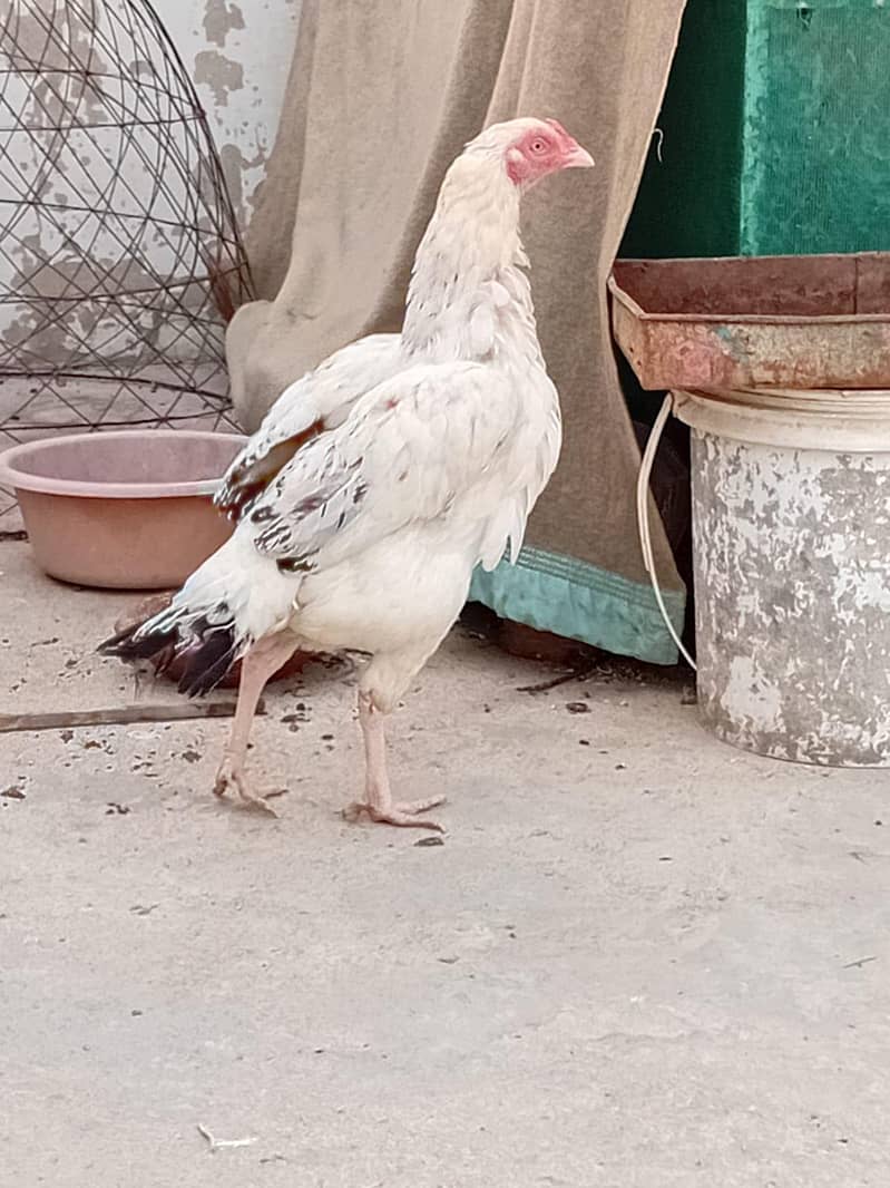 Aseel white java murgi 1