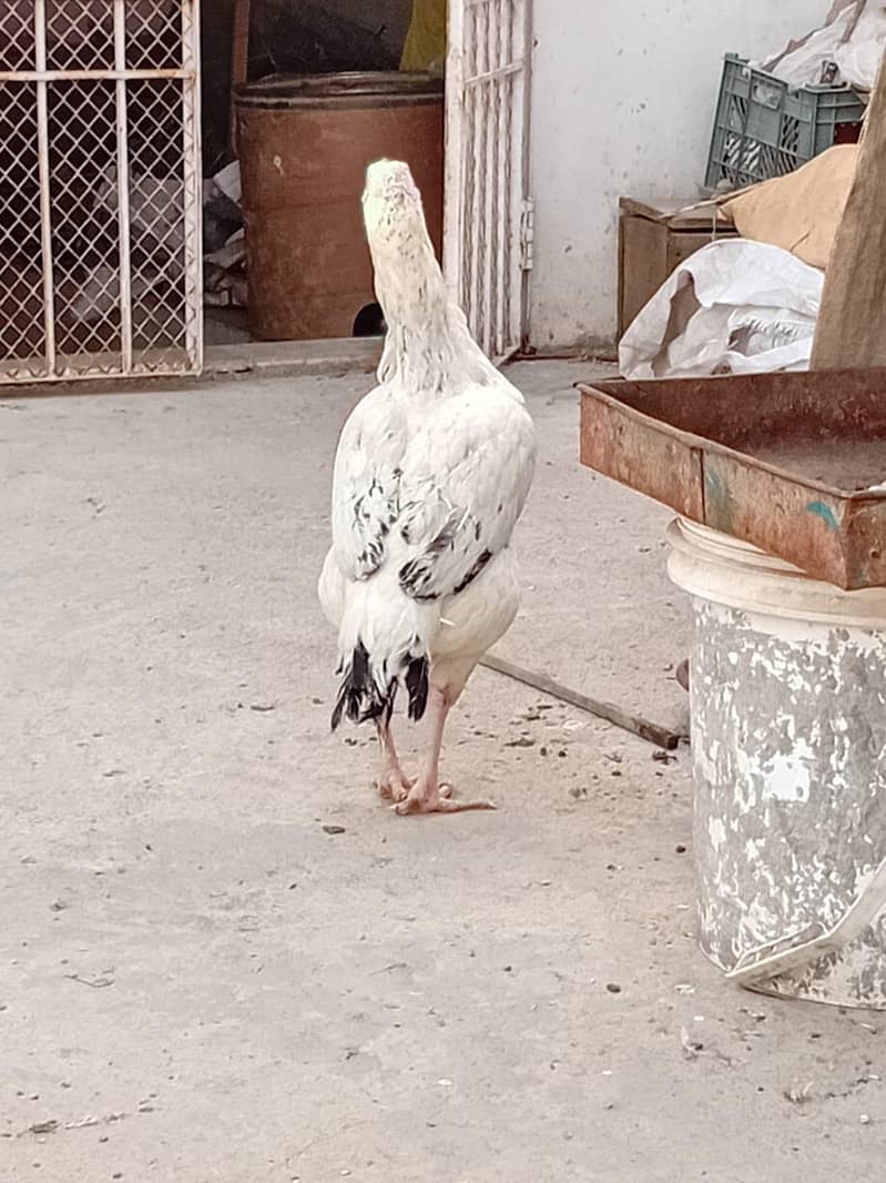 Aseel white java murgi 2