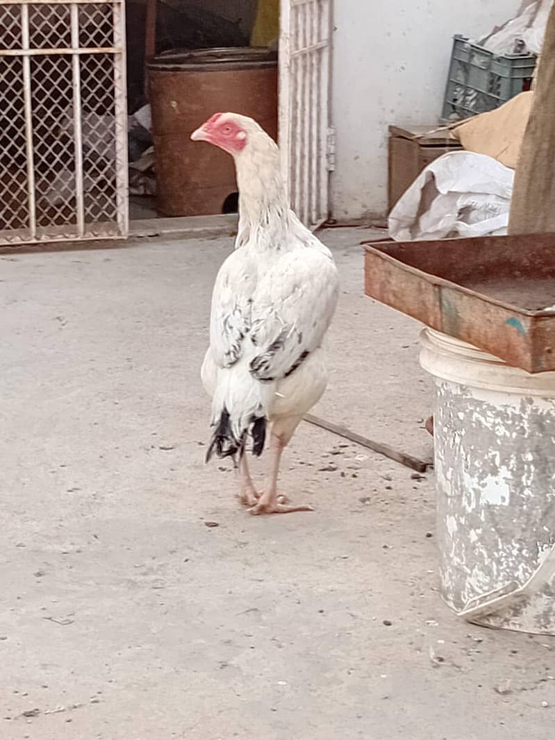 Aseel white java murgi 3