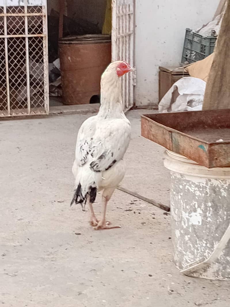 Aseel white java murgi 4