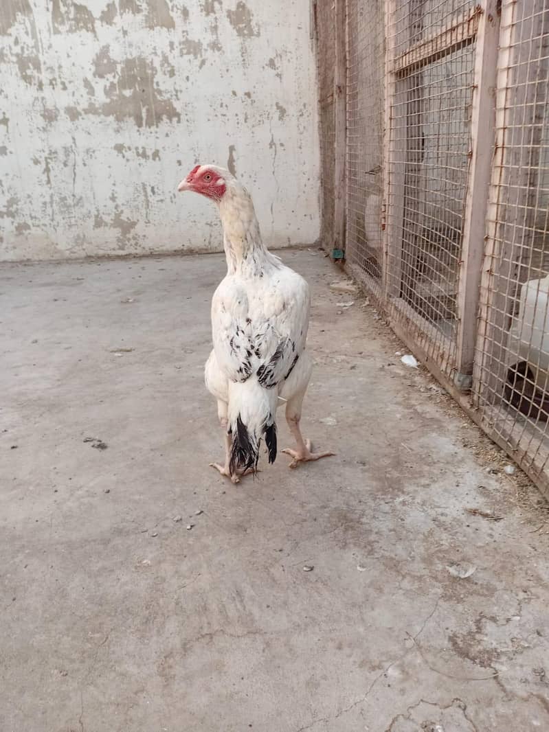 Aseel white java murgi 5