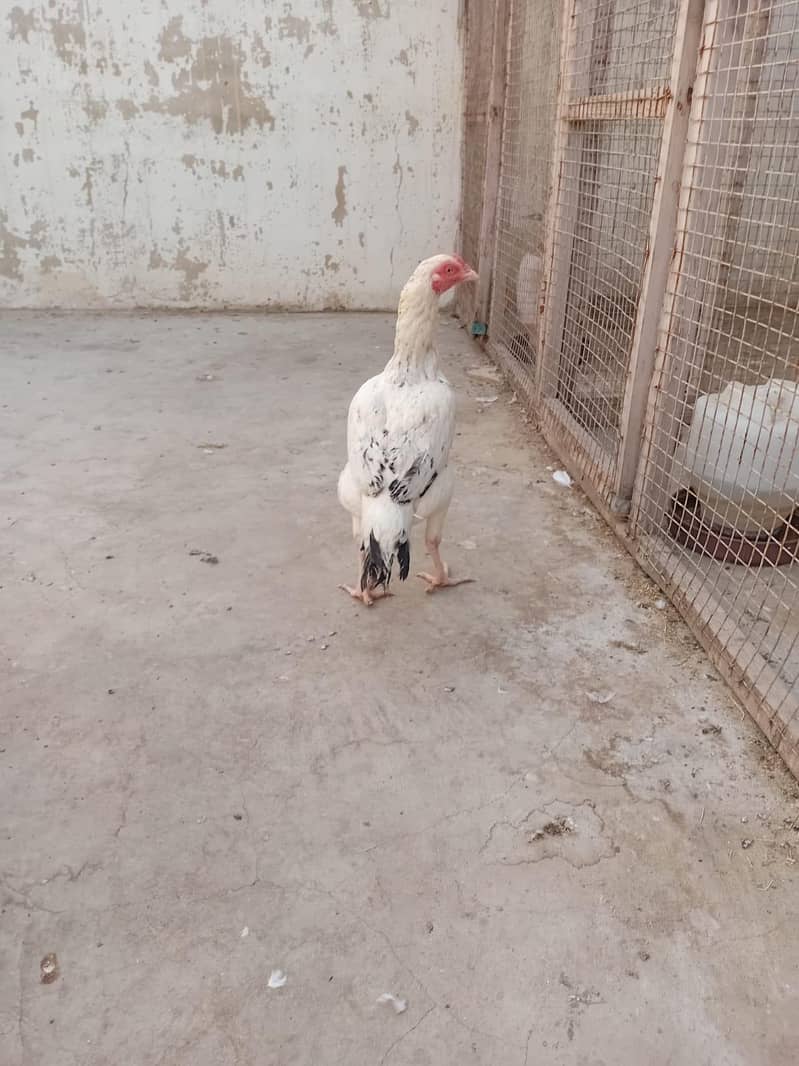 Aseel white java murgi 6